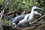 Pied shag | Kāruhiruhi. Adult pair courting. Karori Sanctuary / Zealandia, June 2013. Image © David Brooks by David Brooks.