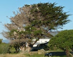 Pied shag | Kāruhiruhi. Nesting tree. Waimanu Lagoon, Waikanae, December 2014. Image © Alan Tennyson by Alan Tennyson.