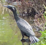 Little black shag | Kawau tūī. Adult in breeding plumage. Stanmore Bay wetlands, October 2012. Image © Heather Whear by Heather Whear.