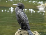 Little black shag | Kawau tūī. Adult showing feather details. Warkworth, November 2012. Image © Thomas Musson by Thomas Musson.