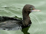 Little black shag | Kawau tūī. Close view of adult swimming showing eye colour. Wanganui, November 2009. Image © Ormond Torr by Ormond Torr.