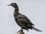 Little black shag | Kawau tūī. Adult. Tauranga, June 2020. Image © Oscar Thomas by Oscar Thomas.