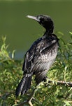 Little black shag | Kawau tūī. Adult. Wanganui, March 2011. Image © Ormond Torr by Ormond Torr.