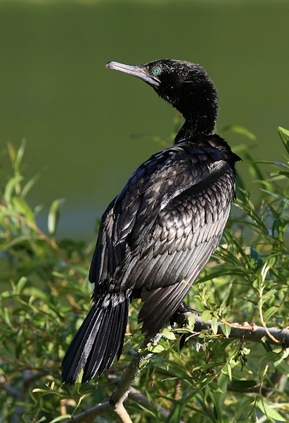 Little black shag | Kawau tūī. Adult. Wanganui, March 2011. Image © Ormond Torr by Ormond Torr.