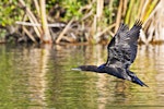 Little black shag | Kawau tūī. Adult in flight showing underwings. Lake Rotoiti, June 2012. Image © Raewyn Adams by Raewyn Adams.