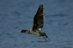 Little black shag | Kawau tūī. Adult in flight. Lake Okareka. Image © Noel Knight by Noel Knight.