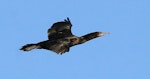 Little black shag | Kawau tūī. Side view of adult in flight. Wanganui, November 2007. Image © Ormond Torr by Ormond Torr.