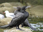 Little black shag | Kawau tūī. Adult (front) and immature. Warkworth, November 2012. Image © Thomas Musson by Thomas Musson.