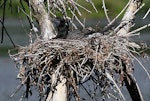 Little black shag | Kawau tūī. Adult on nest. Wanganui, December 2010. Image © Ormond Torr by Ormond Torr.