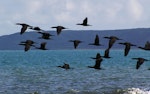 Little black shag | Kawau tūī. Flock in flight. Plimmerton, Porirua City, June 2011. Image © Ian Armitage by Ian Armitage.