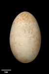 Little black shag | Kawau tūī. Egg 54.4 x 33.4 mm (NMNZ OR.002090, collected by Charles Fleming). Lake Waikare, Waikato, January 1937. Image © Te Papa by Jean-Claude Stahl.