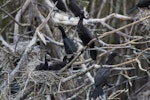 Little black shag | Kawau tūī. Chicks on nest in colony. Whangamarino Wetlands, December 2017. Image © Oscar Thomas by Oscar Thomas.