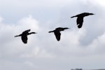 Little black shag | Kawau tūī. Three birds in flight. Wellington Harbour, May 2011. Image © Peter Reese by Peter Reese.