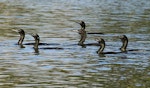 Little black shag | Kawau tūī. Part of fishing flock. Wanganui, November 2010. Image © Ormond Torr by Ormond Torr.