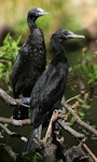 Little black shag | Kawau tūī. Juveniles. Wanganui, December 2010. Image © Ormond Torr by Ormond Torr.