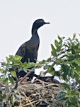 Little black shag | Kawau tūī. Adult with chick in nest. Tauranga, January 2011. Image © Raewyn Adams by Raewyn Adams.