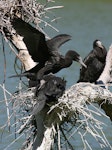 Little black shag | Kawau tūī. Juveniles at nest. Wanganui, January 2010. Image © Ormond Torr by Ormond Torr.