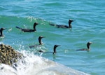 Little black shag | Kawau tūī. Foraging flock. Wellington Harbour, October 2010. Image © Alex Scott by Alex Scott.