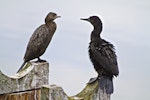 Little black shag | Kawau tūī. Immature (left) and adult resting. Tauranga, November 2010. Image © Raewyn Adams by Raewyn Adams.