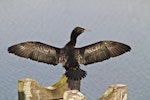 Little black shag | Kawau tūī. Adult drying wings. Tauranga, September 2011. Image © Raewyn Adams by Raewyn Adams.