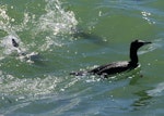 Little black shag | Kawau tūī. Foraging flock. Wellington Harbour, October 2010. Image © Alex Scott by Alex Scott.