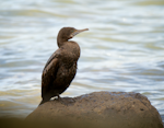 Little black shag | Kawau tūī. Immature resting. Waitangi, July 2014. Image © Les Feasey by Les Feasey.