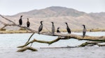 Little black shag | Kawau tūī. Roosting flock. Wairau River, December 2020. Image © Derek Templeton by Derek Templeton.