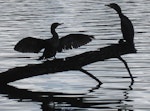 Little black shag | Kawau tūī. Two birds roosting and drying wings. Hamilton Lake, August 2012. Image © Koos Baars by Koos Baars.