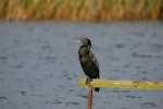 Little black shag | Kawau tūī. Adult resting on post. Lake Okareka. Image © Noel Knight by Noel Knight.