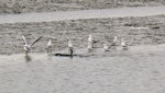 Little black shag | Kawau tūī. Three birds fishing co-operatively watched by red-billed gulls. Auckland, sewage ponds, May 2011. Image © Joke Baars by Joke Baars.