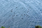 Little black shag | Kawau tūī. Flock in flight. Wellington Harbour, April 2009. Image © Peter Reese by Peter Reese.