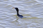 Little black shag | Kawau tūī. Adult eating a small flounder. Tauranga, May 2013. Image © Raewyn Adams by Raewyn Adams.