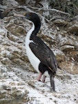 New Zealand king shag | Kawau pāteketeke. Adult on rocks. Marlborough Sounds, January 2009. Image © Duncan Watson by Duncan Watson.