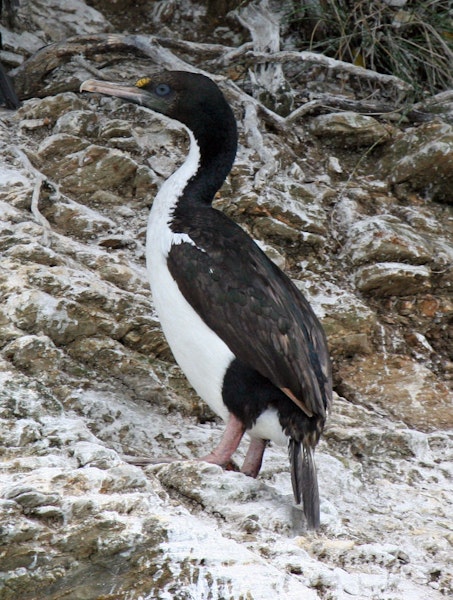 New Zealand king shag | Kawau pāteketeke. Adult on rocks. Marlborough Sounds, January 2009. Image © Duncan Watson by Duncan Watson.