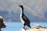 New Zealand king shag | Kawau pāteketeke. Subadult. Marlborough Sounds, January 2011. Image © Mennobart Van Eerden by Mennobart Van Eerden.