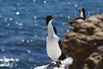 New Zealand king shag | Kawau pāteketeke. Front view of adult in breeding plumage. Marlborough Sounds, January 2011. Image © Mennobart Van Eerden by Mennobart Van Eerden.