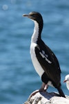 New Zealand king shag | Kawau pāteketeke. Non-breeding adult. Marlborough Sounds, January 2011. Image © Mennobart Van Eerden by Mennobart Van Eerden.