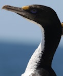 New Zealand king shag | Kawau pāteketeke. Close-up of adult. Marlborough Sounds, January 2011. Image © Mennobart Van Eerden by Mennobart Van Eerden.