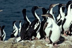 New Zealand king shag | Kawau pāteketeke. Adults and juveniles. Duffers Reef, Pelorus Sound, January 1978. Image © Department of Conservation (image ref: 10029469) by Andy Cox, Department of Conservation.