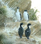 New Zealand king shag | Kawau pāteketeke. Four adults perched on a cliff. Marlborough Sounds, August 2017. Image © Rebecca Bowater by Rebecca Bowater FPSNZ AFIAP.