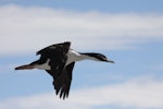 New Zealand king shag | Kawau pāteketeke. Breeding adult in flight. Marlborough Sounds, January 2011. Image © Mennobart Van Eerden by Mennobart Van Eerden.