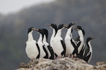 New Zealand king shag | Kawau pāteketeke. Adults at colony. Duffers Reef, April 2018. Image © Oscar Thomas by Oscar Thomas.