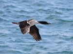 New Zealand king shag | Kawau pāteketeke. Adult in flight. Marlborough Sounds, January 2011. Image © Mennobart Van Eerden by Mennobart Van Eerden.