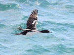 New Zealand king shag | Kawau pāteketeke. Subadult in flight. Marlborough Sounds, January 2011. Image © Mennobart Van Eerden by Mennobart Van Eerden.