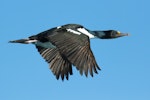 New Zealand king shag | Kawau pāteketeke. Adult in flight. Duffers Reef, Marlborough Sounds, July 2017. Image © Rob Lynch by Rob Lynch.