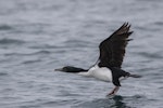 New Zealand king shag | Kawau pāteketeke. Adult taking flight. Duffers Reef, April 2018. Image © Oscar Thomas by Oscar Thomas.