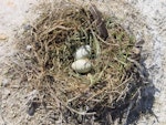 New Zealand king shag | Kawau pāteketeke. Nest with 2 eggs. Duffers Reef, October 2002. Image © Rob Schuckard by Rob Schuckard.