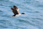 New Zealand king shag | Kawau pāteketeke. Juvenile in flight. Marlborough Sounds, January 2011. Image © Mennobart Van Eerden by Mennobart Van Eerden.