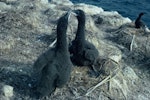 New Zealand king shag | Kawau pāteketeke. Chicks on nest. Duffers Reef, Pelorus Sound, October 1962. Image © Department of Conservation (image ref: 10038239) by John O'Brien, Department of Conservation.