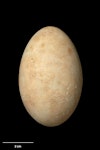 New Zealand king shag | Kawau pāteketeke. Egg 65.9 x 42.2 mm (NMNZ OR.006972, collected by Robert Falla). White Rocks, Marlborough Sounds, September 1948. Image © Te Papa by Jean-Claude Stahl.